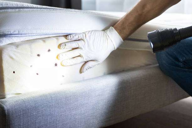 Best Exterminator Services  in New California, OH