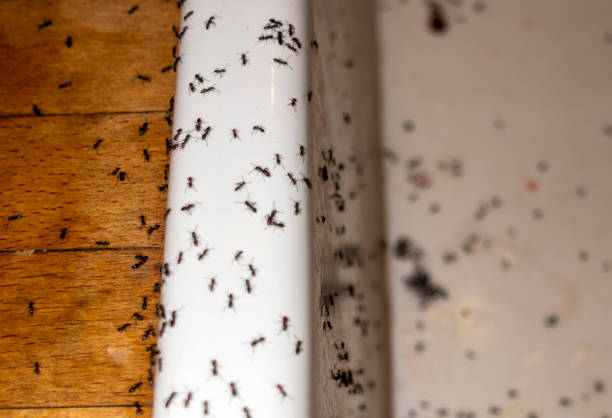 Spider Control Near Me in New California, OH
