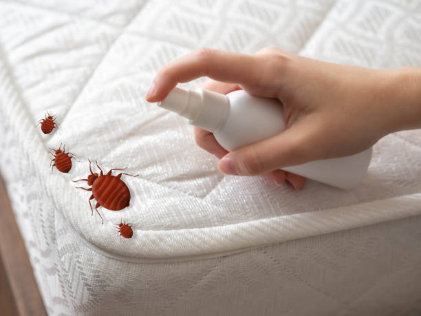 Best Affordable Pest Control Services  in New California, OH
