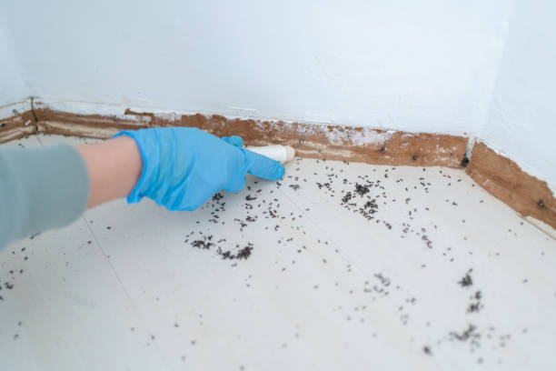 Best Best Pest Control Companies  in New California, OH